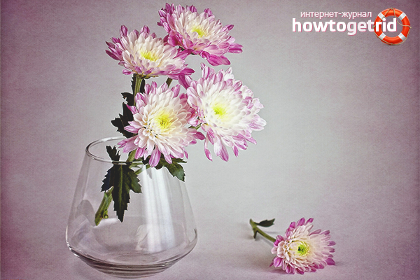 How to keep chrysanthemums in a vase longer