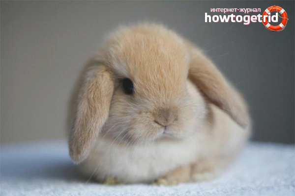 How to care for decorative rabbits