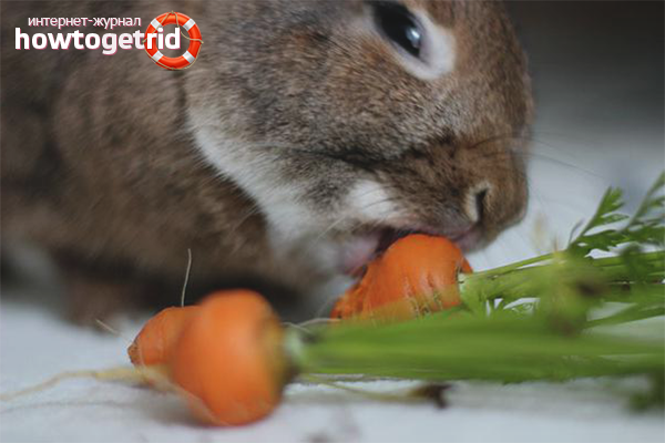 Decorative rabbit food