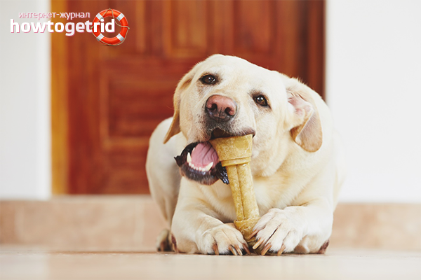 How to replace dog brushing