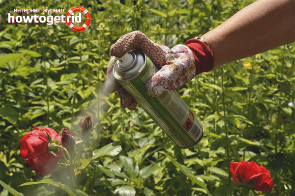 Chemicals against aphids on roses