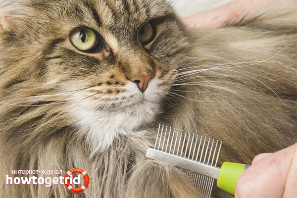 How to get rid of cat tangles
