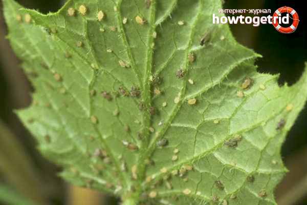 How to get rid of aphids on cucumbers