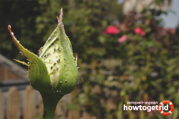 How to get rid of aphids on roses