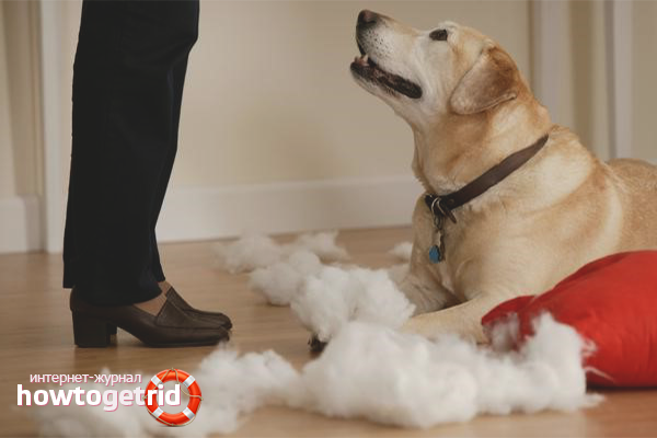 How to wean a dog to nibble things at home