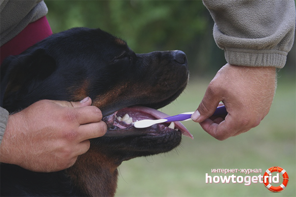 How to brush your dog’s teeth