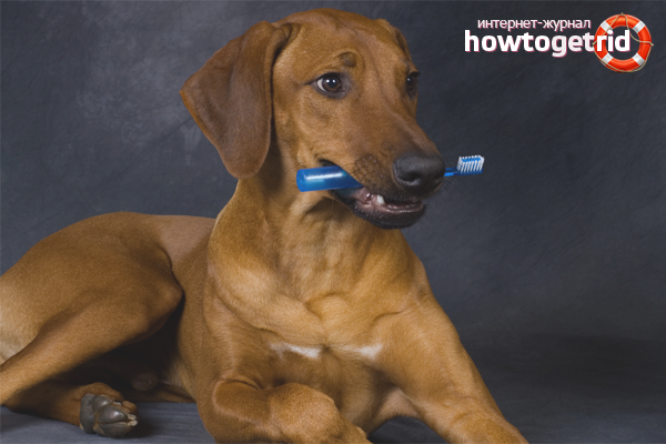How to brush your dog’s teeth