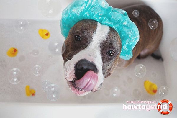 How to wash a dog