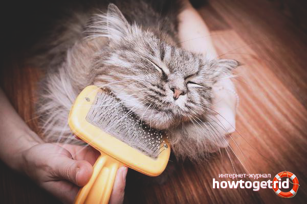 How to remove cat worms