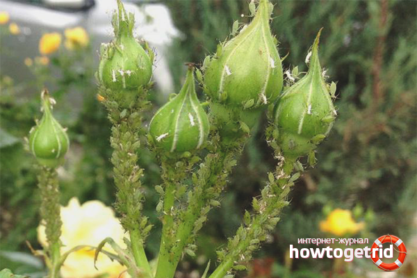 Folk remedies for aphids