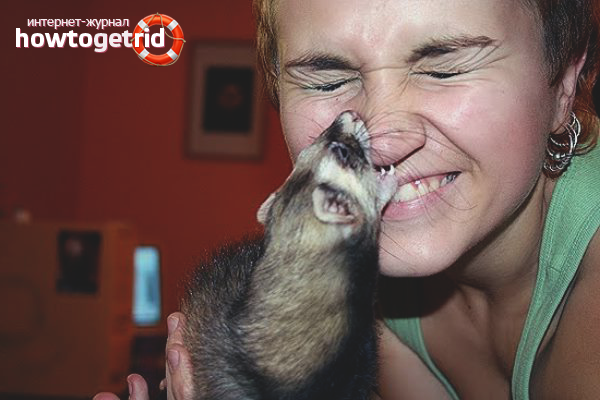 Weaning a ferret to bite