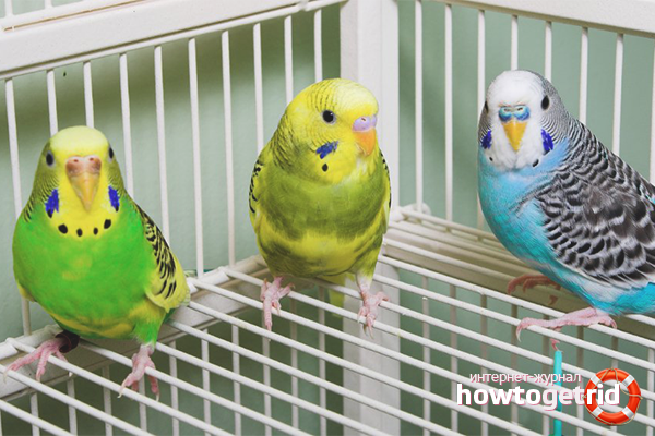 How to quickly drive a parrot into a cage