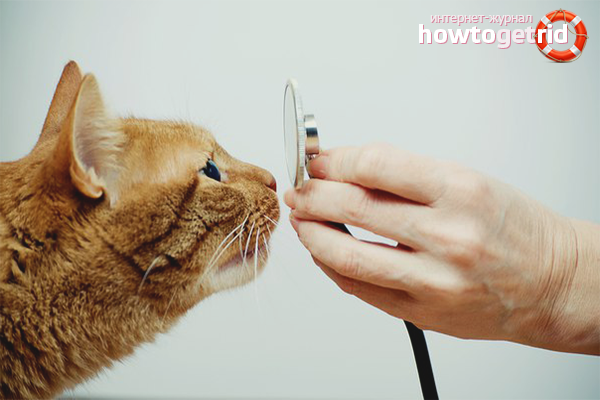 How to treat a runny nose in a cat