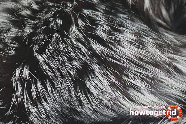 How to clean silver fox fur