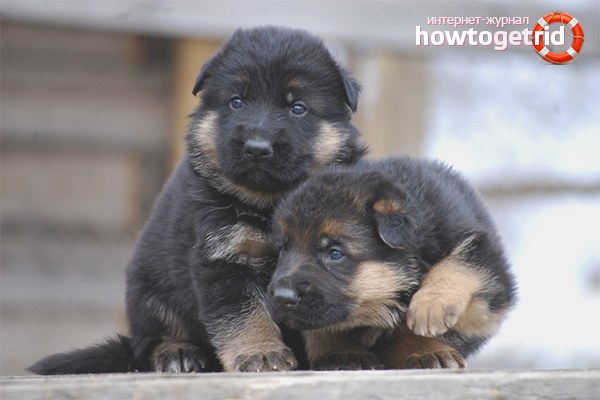 Wie man einen Schäferhundwelpen auswählt