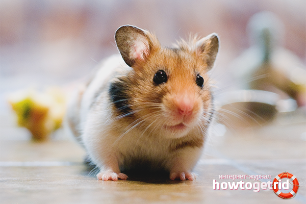 How to care for a hamster