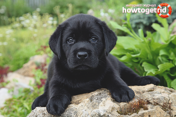 How to care for a Labrador