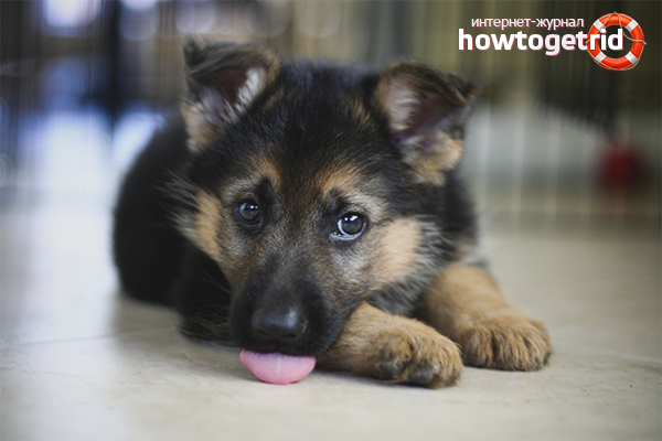 Wie man einen Schäferhundwelpen auswählt