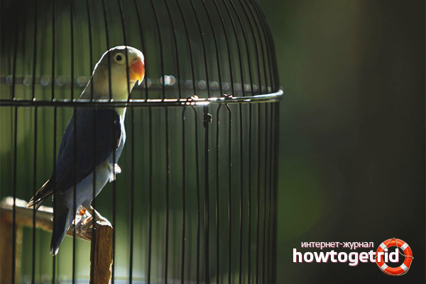 How to drive a parrot into a cage