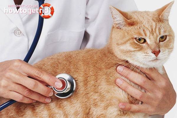 Treatment for a common cold in cats