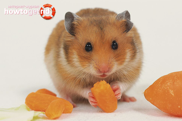 Hamster Feeding Features