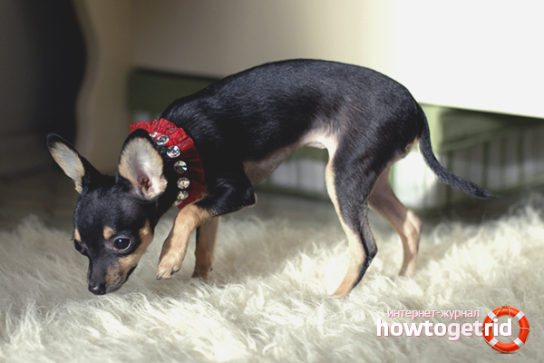 Merkmale des Lehrens eines Toy Terrier auf dem Tablett