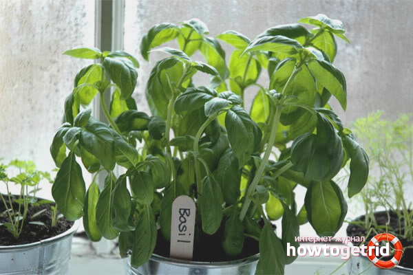 Basil bush formation