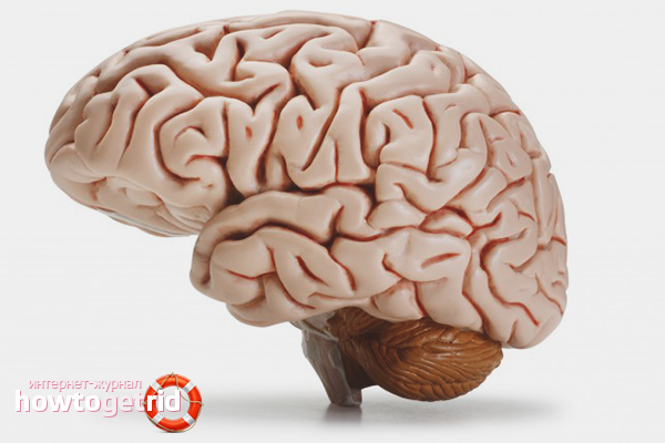 How to clean brain vessels