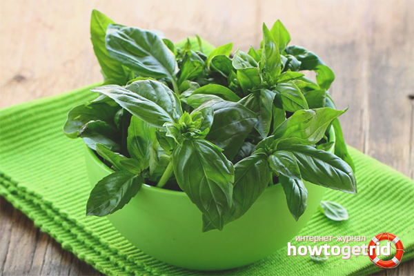 How to grow basil on a windowsill