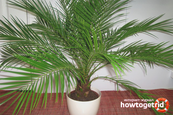 How to grow a date palm from a stone