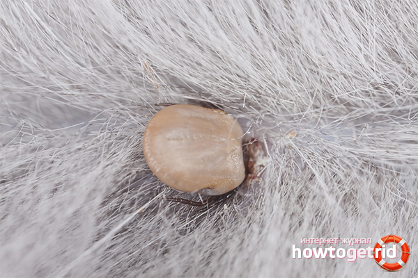 How to get a tick from a cat