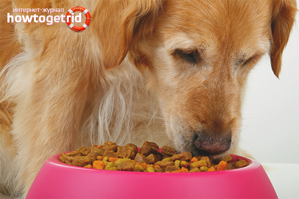 How to feed a dog dry food