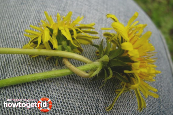 How to remove stains from dandelions