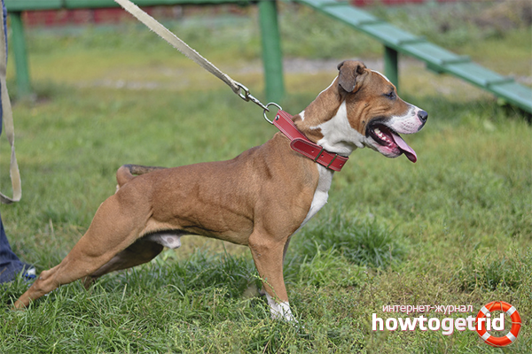 How to wean a dog pull a leash