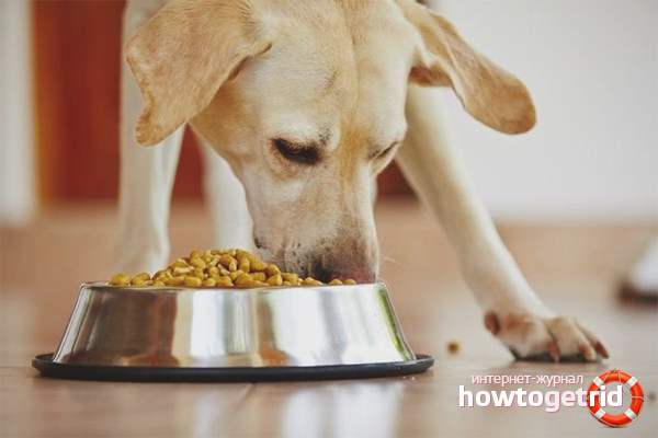 How to feed a dog dry food