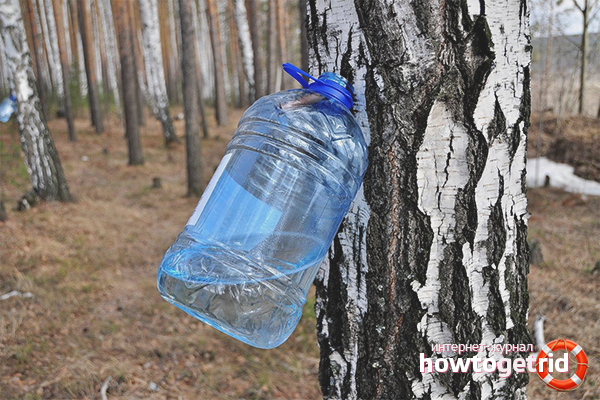 How to collect birch sap