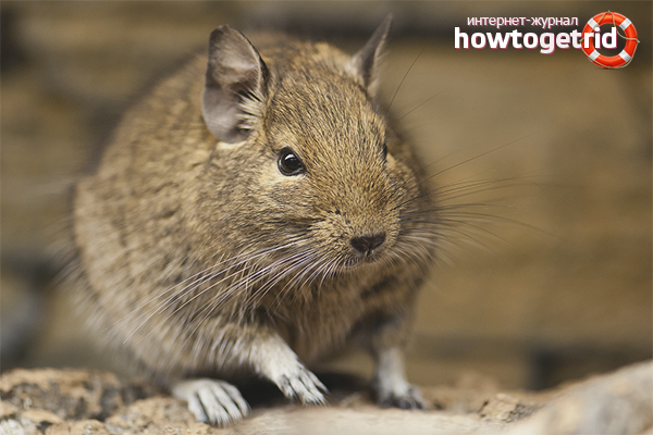 How to care for degu