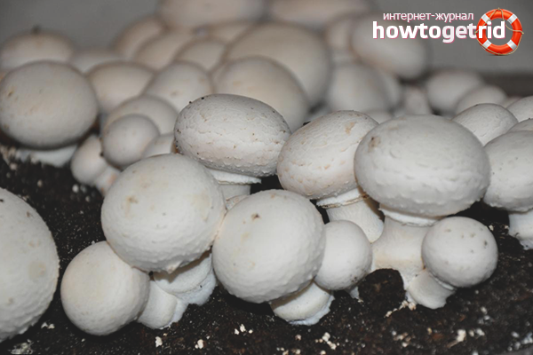 How to grow champignons