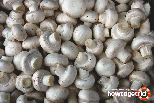 How to freeze champignons
