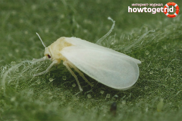 How to deal with whiteflies in a greenhouse