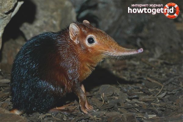How to get rid of a shrew