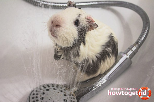 How to bathe a guinea pig