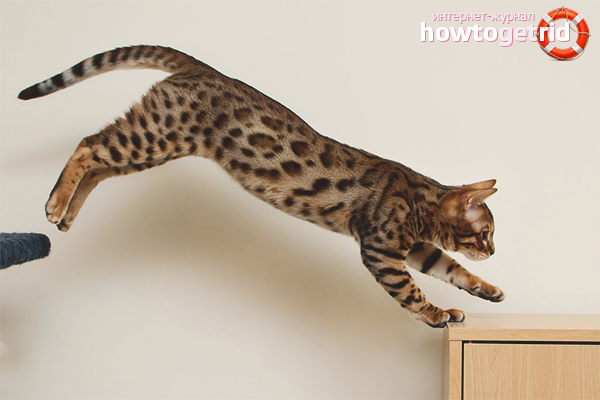 How to teach a cat to jump