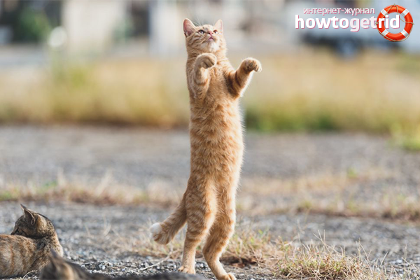 How to teach a cat to stand on its hind legs