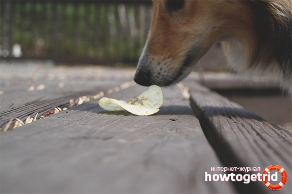 How to wean a dog to pick up food on the street