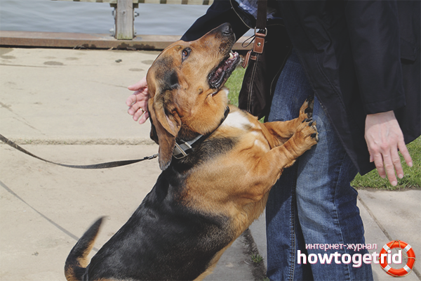 How to wean an adult dog to jump on the owner