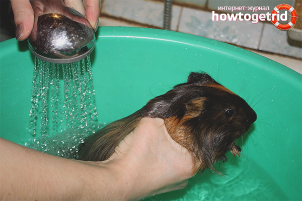 How to bathe a guinea pig
