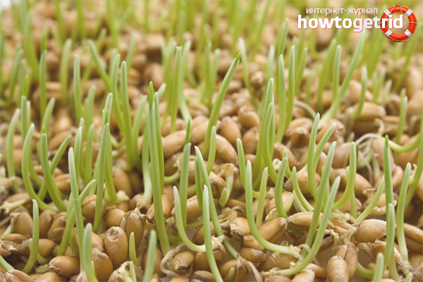 How to germinate wheat