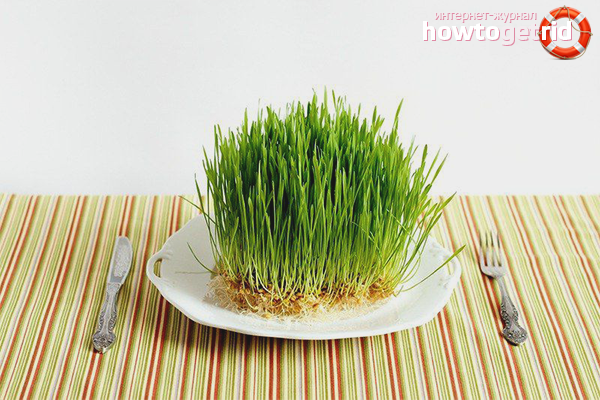 How to germinate wheat