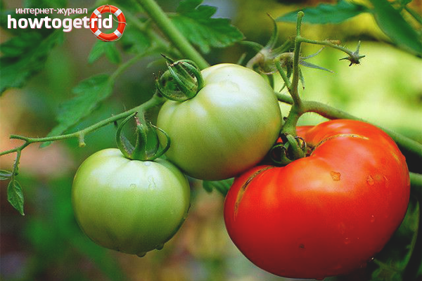 How to accelerate the ripening of tomatoes